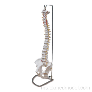 Lajur vertebral dengan pelvis